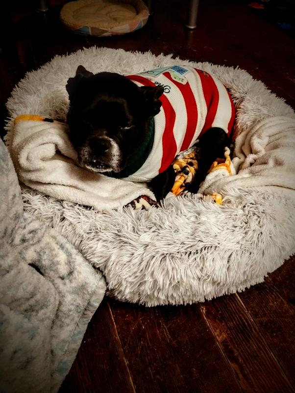 Cheeky in her new bed I got from with her sweater on and all nice and cozy. Chewy