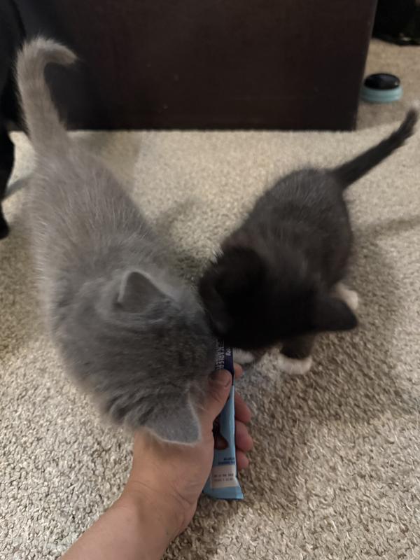 Two of my foster kitties fight for it. They are so greedy.