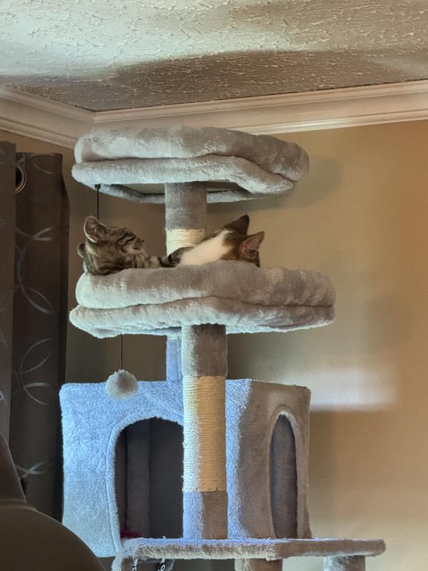 Kittens relaxing away from puppies