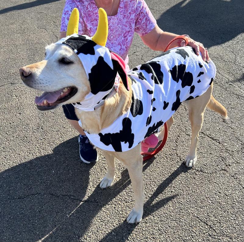 Sadie the Cow