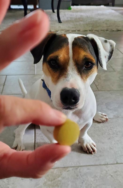Finnegan begging for his tablet
