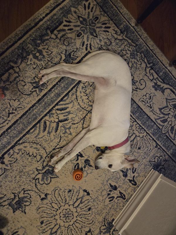 Size comparison of my 50lb lab mix with the interior toy