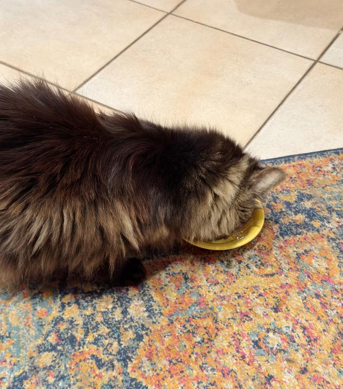 Squire is a picky eater and he loved these! Devoured the first serving in seconds!