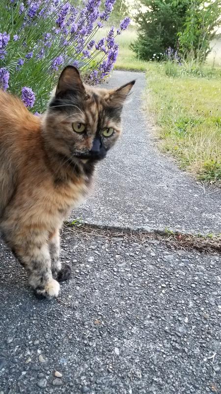 Our little Cleo is now flea free!