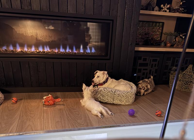 Dottie loves the new bed most