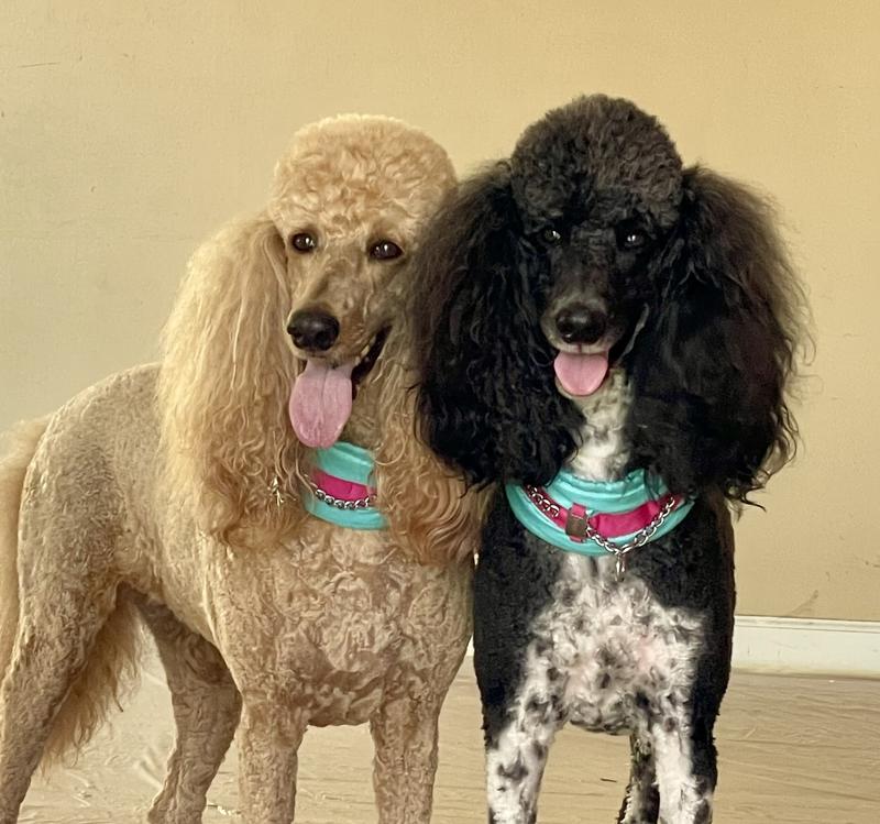 Happy and healthy on the food they are eating