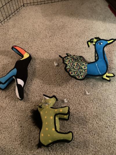 All three dead after one day.