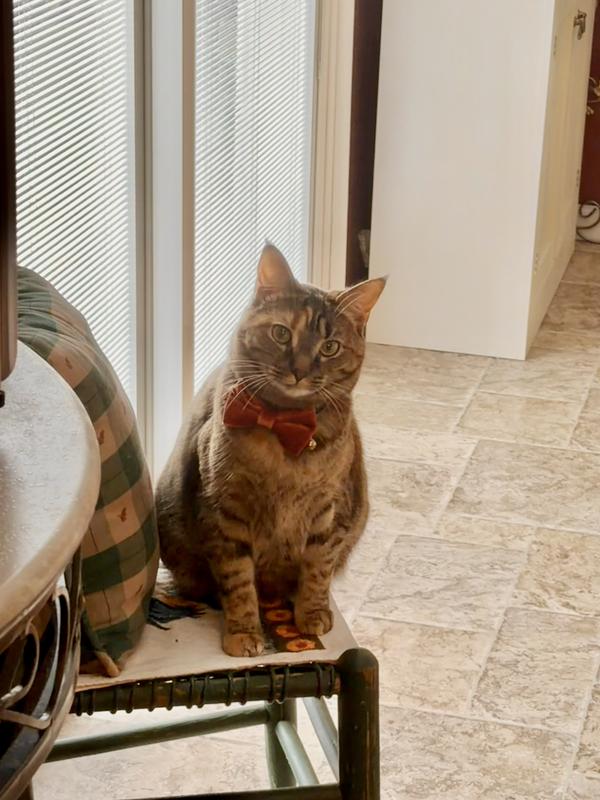 Rosey-Anne on her fav chair, sittin all purdy for company.