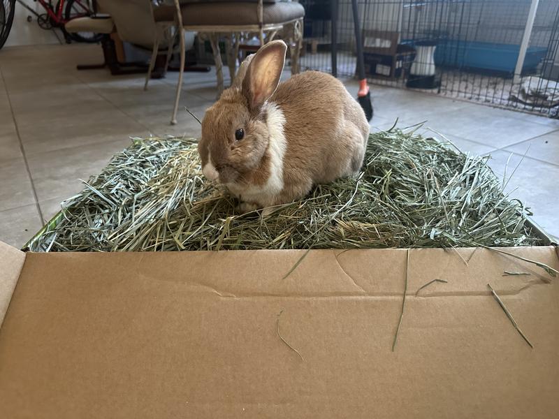 A regal bunny atop his bounty of hay