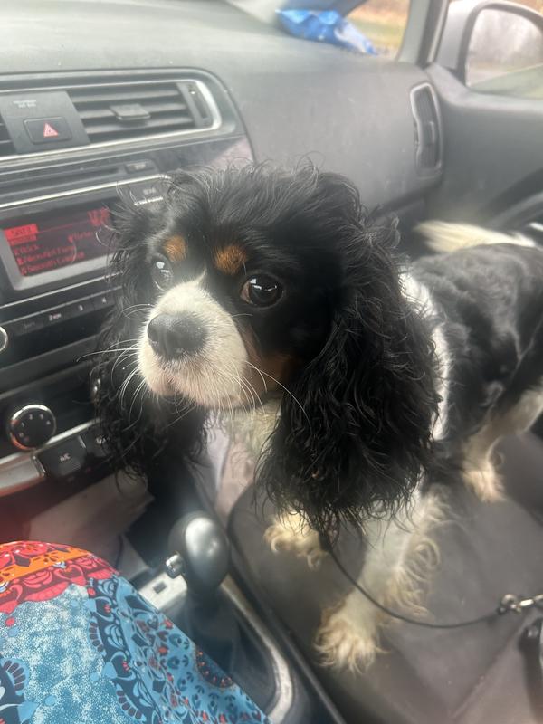 My sweet pup deserves the best!