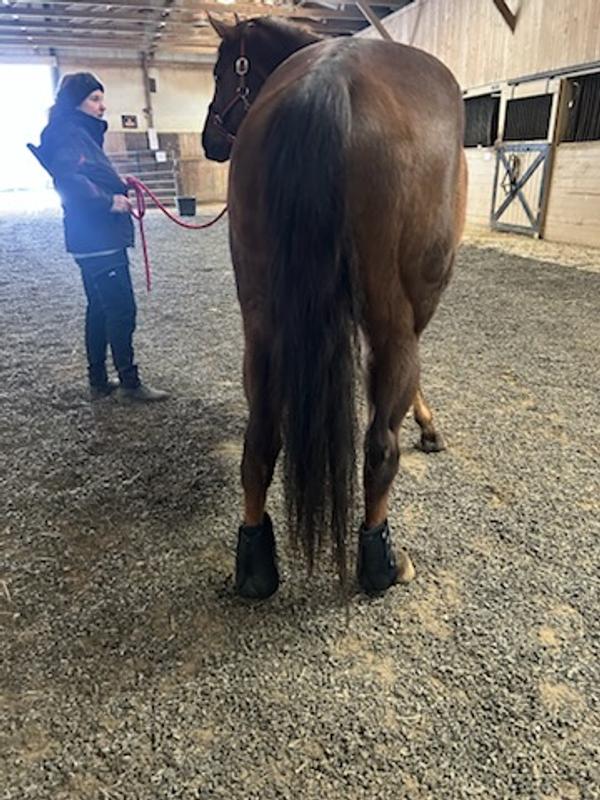 Red is wearing the boots and he moves well while wearing them. In the past I’ve tried others and they seemed to bother him and impede his movement but not these.