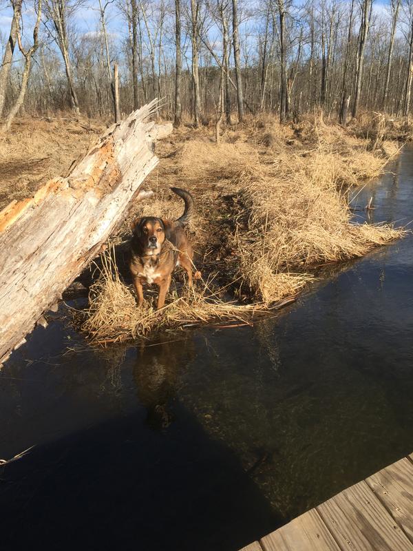 Gus - on one of our hikes.