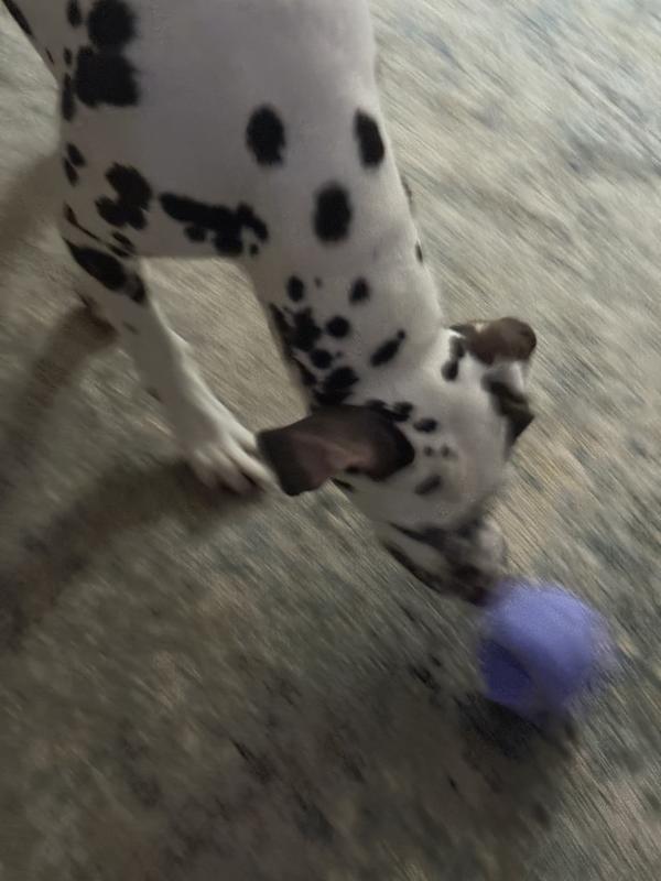 Nosing the ball for the treats