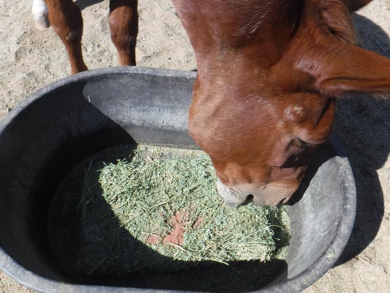 Jasper (mule) is a destroyer of salt blocks. EquiMin is a more efficient way to provide salt to the prankster.
