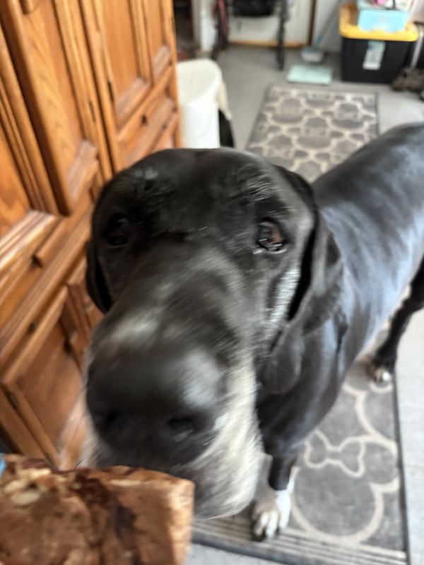 Impatiently waiting for their snack