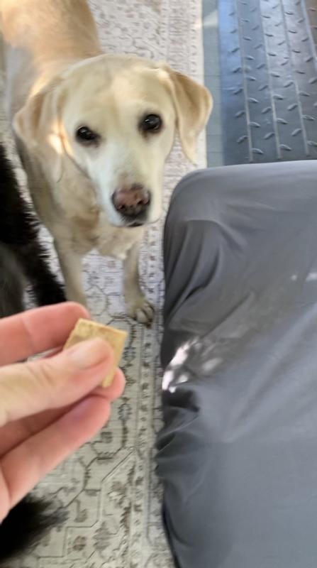 My 14-year-old lab was eager to try the treat