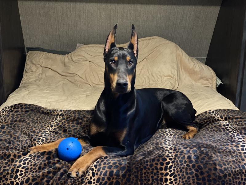 NATURE'S LOGIC Canine Beef Meal Feast GrainFree Dry Dog Food, 25lb