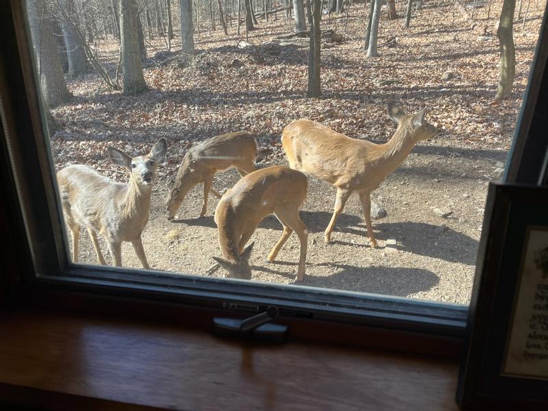 Lunchtime in the woods