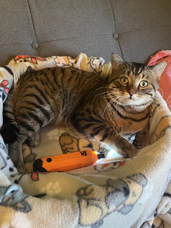 Wyatt also loves his new nail grinder he’s also smiling on the inside! 😸