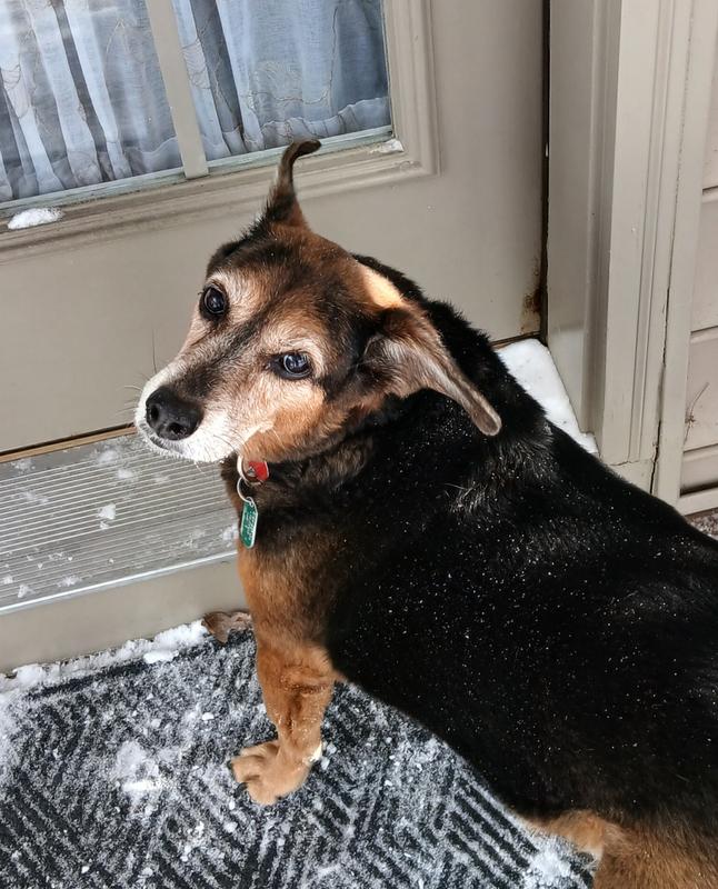 Sammie, after her run!