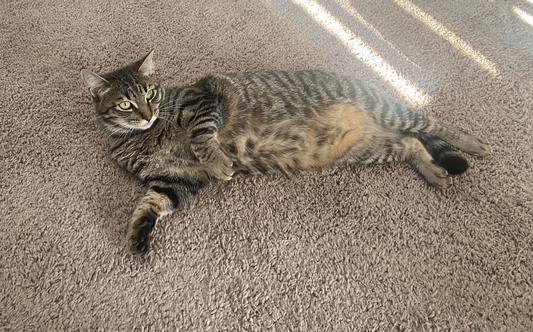Happy Mía  Rich Kitty Babbitt