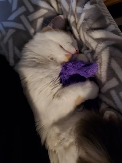 Petstages Oreiller/Peluche pour Chat Purr Pillow Kitty - apaisant