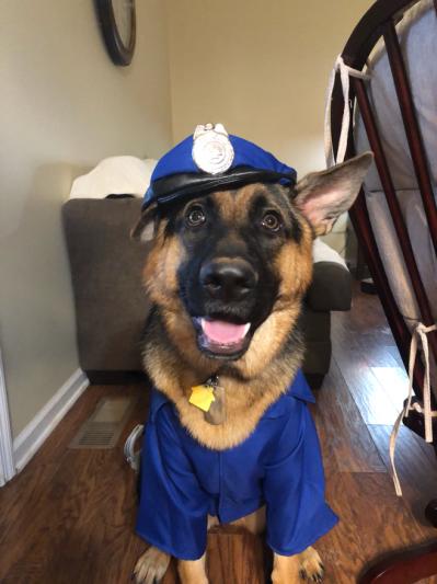 Police dog outlet outfit