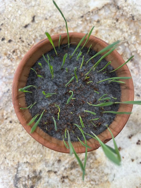 2nd batch of soil & seeds