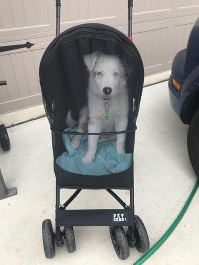 Renegade in his stroller