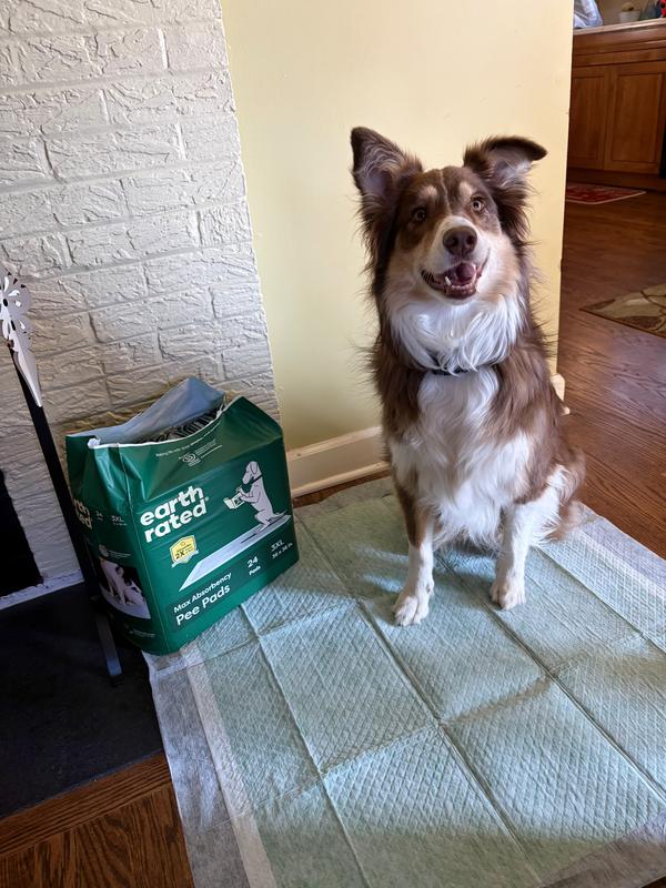 Australian Shepherd on 3XL Pad for size comparison