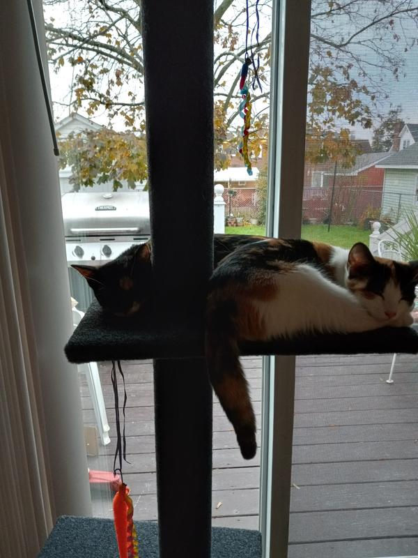 CAT CRAFT FloortoCeiling Carpet Cat Tree, Grey