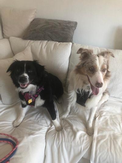 Willow & Bohdi :)