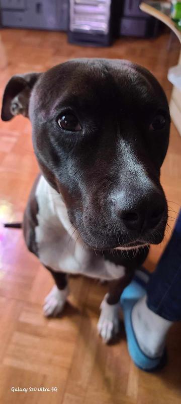 My Bella ❤️