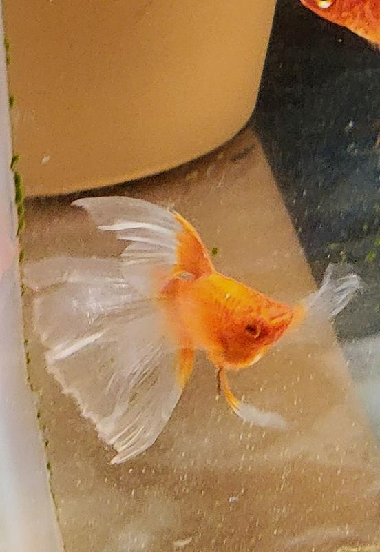 Full quality Swordtail ! Good environment, good genetic and good food !