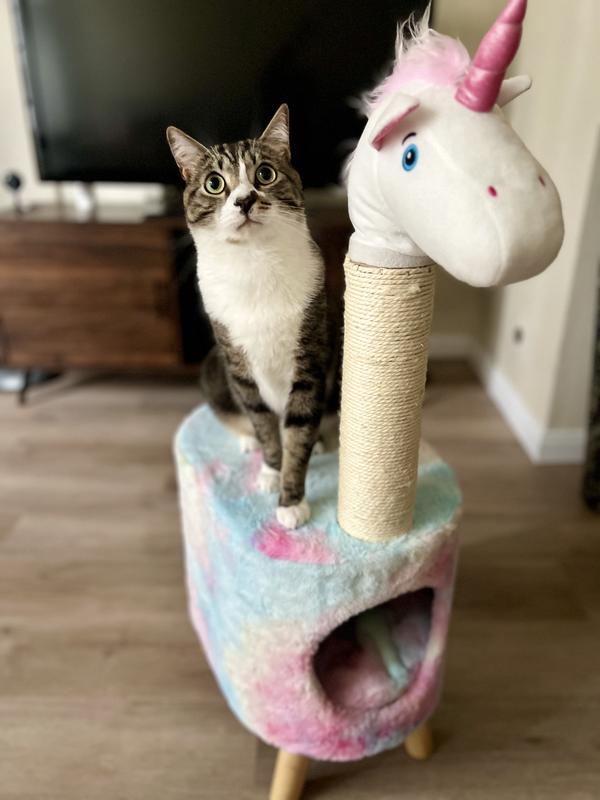 Condos Wayfair 96 Cat Condo PawHut 76