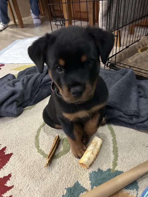 I'm older now, almost 6 months and am really loving Daves Beef Stew. Almost as good as what my mom makes when she has time"!