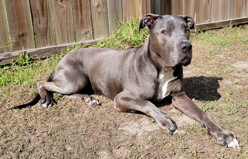 My pittie sparkling in the sun
