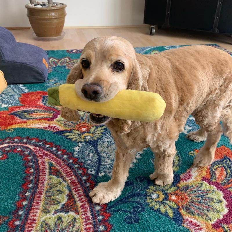 Can't believe we found a squash replacement!