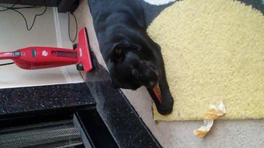 Xena enjoying her bully stick by the fireplace :)