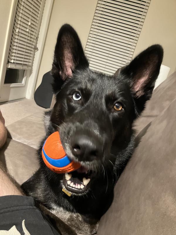 Lupa showing off her favorite bol