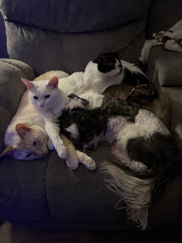 All these kitties are calm ;-)