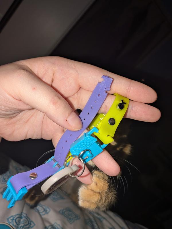 Collar chewed apart by orange kitten
