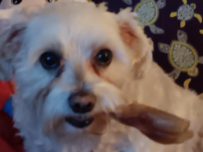 The tear stains are bad