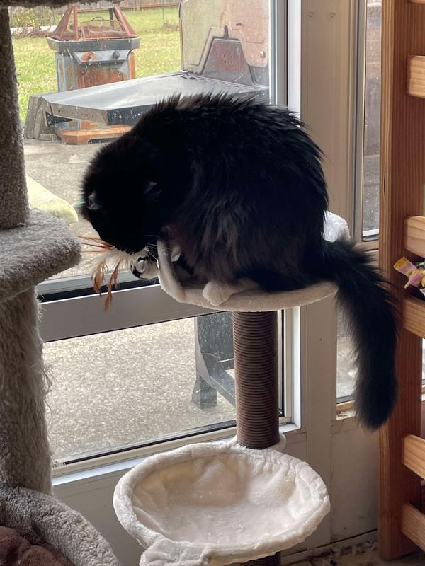 Feather toy hanging on it is WELL LOVED!!   Extremely enticing to all of my cats!