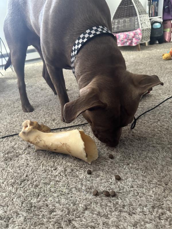 his favorite way is eating this food in his treat bone! his new favorite enrichment activity!
