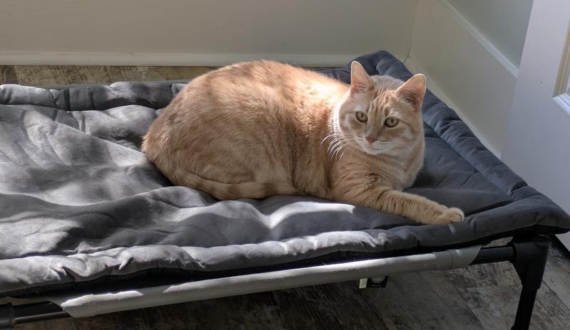 Cats get first choice