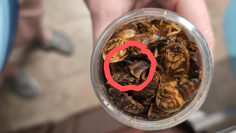 LIVE beetles in my dried dubia roaches.