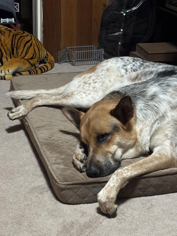 Duke loves his bed!