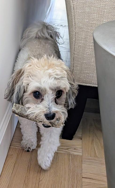 Roo was looking for a good hiding place for her cod roll