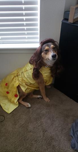 Belle costume for dogs hot sale